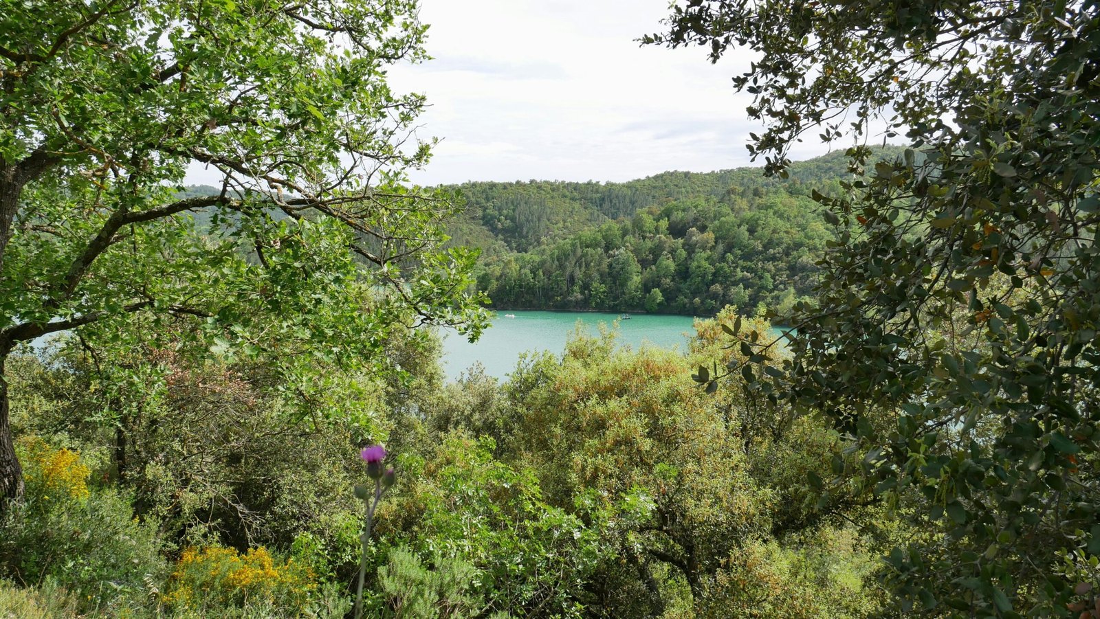 green trees near body of water during daytime